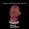 Cabeza de Silicona