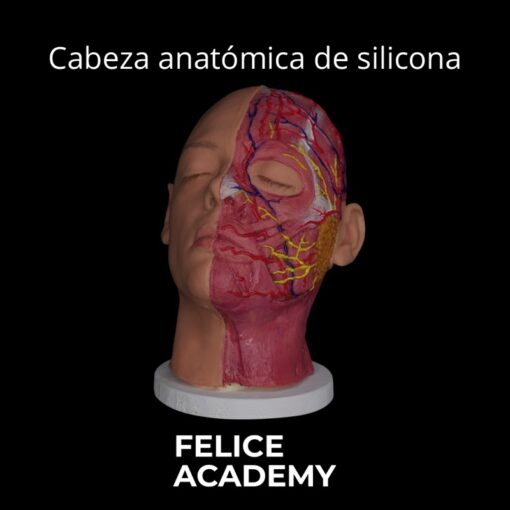 Cabeza de Silicona