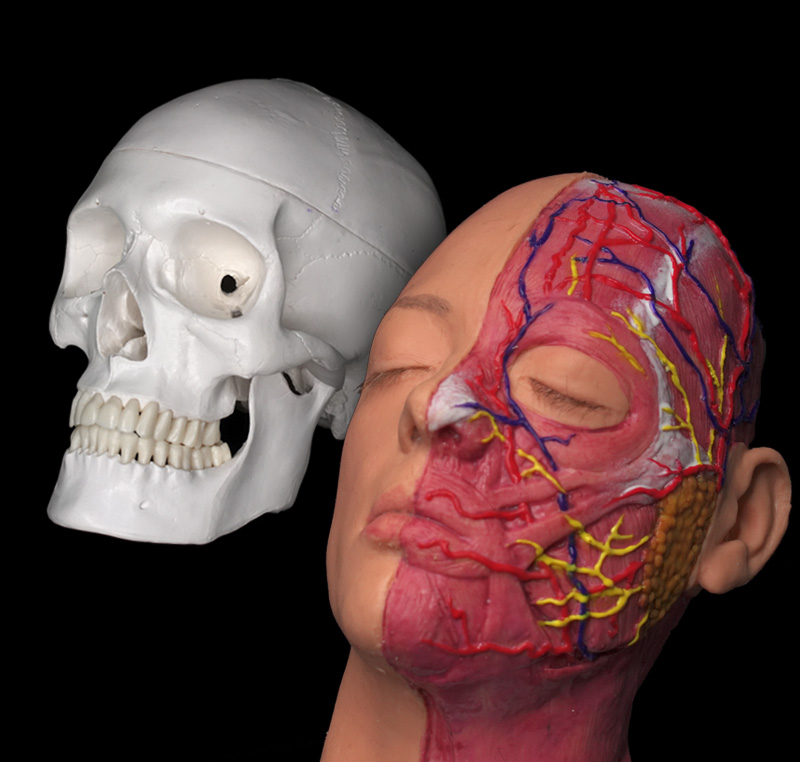 Modelos anatómicos: qué son y para qué se utilizan